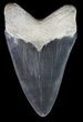 Serrated Megalodon Tooth - Bone Valley, Florida #48671-1